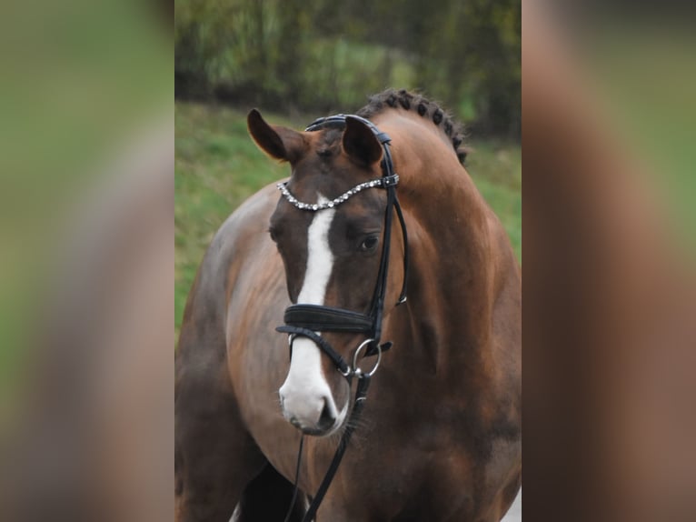 Koń westfalski Klacz 7 lat 170 cm Ciemnokasztanowata in Fürstenau