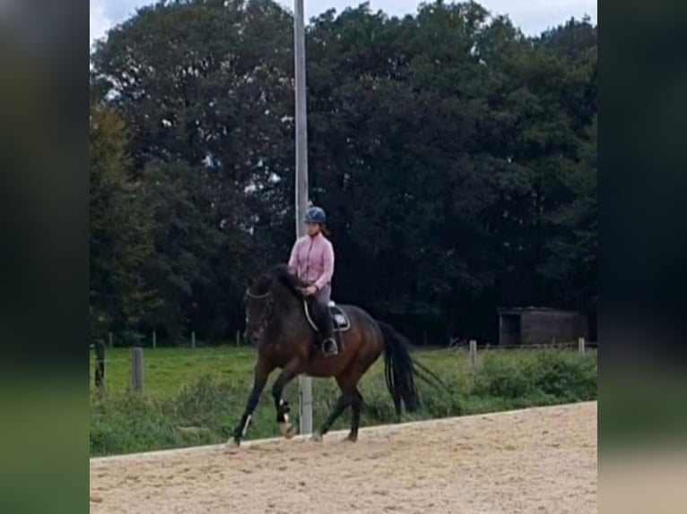 Koń westfalski Klacz 7 lat 170 cm Gniada in Saerbeck