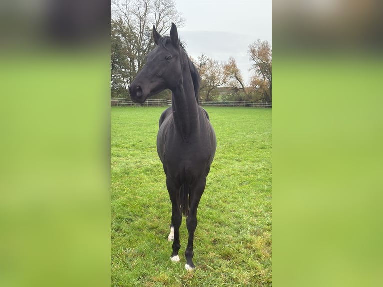 Koń westfalski Klacz 7 lat 170 cm Kara in Fritzlar