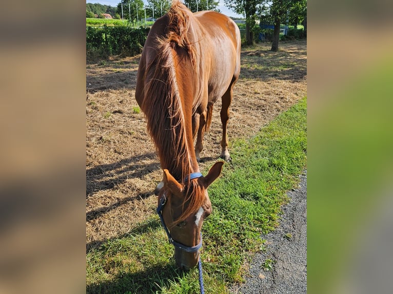 Koń westfalski Klacz 7 lat 170 cm Kasztanowata in Raddestorf