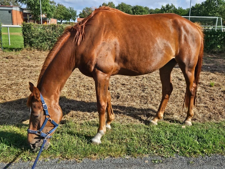 Koń westfalski Klacz 7 lat 170 cm Kasztanowata in Raddestorf