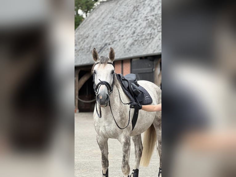 Koń westfalski Klacz 7 lat 170 cm Siwa jabłkowita in Lilienthal Koń westfalski Klacz 7 lat 170 cm Siwa jabłkowita in Lilienthal