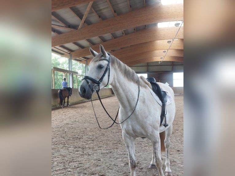 Koń westfalski Klacz 7 lat 170 cm Siwa jabłkowita in Lilienthal Koń westfalski Klacz 7 lat 170 cm Siwa jabłkowita in Lilienthal