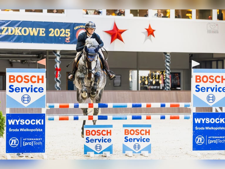 Koń westfalski Klacz 7 lat 170 cm Siwa in Piła