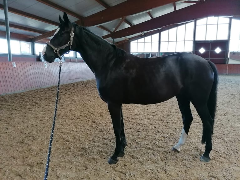 Koń westfalski Klacz 7 lat 171 cm Skarogniada in Neuenkirchen