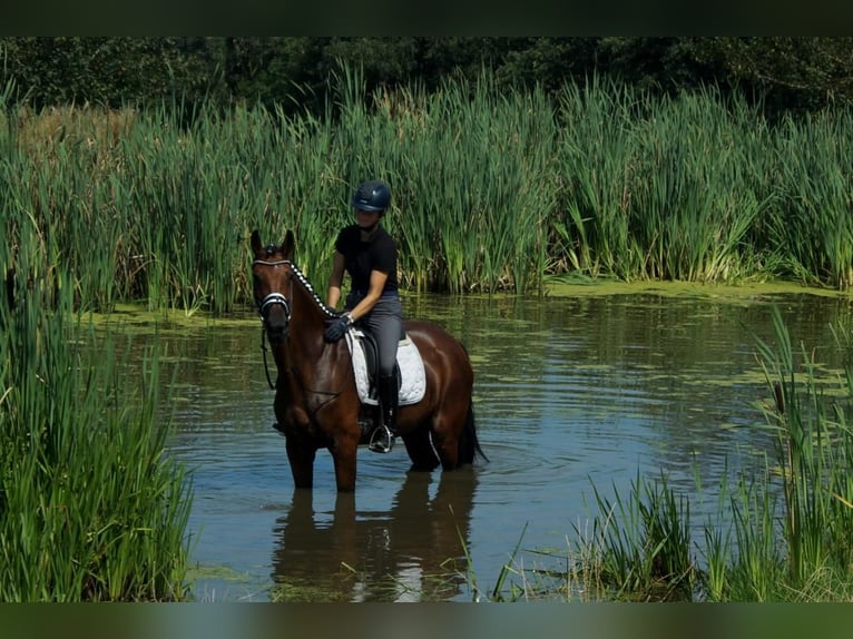 Koń westfalski Klacz 7 lat 172 cm Gniada in Iserlohn