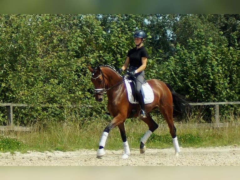 Koń westfalski Klacz 7 lat 172 cm Gniada in Iserlohn