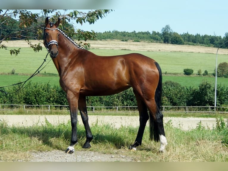 Koń westfalski Klacz 7 lat 172 cm Gniada in Iserlohn