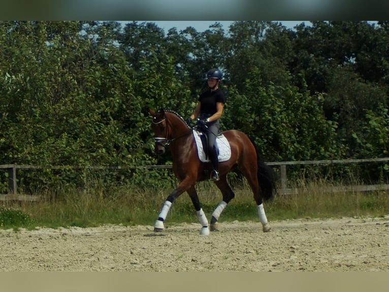 Koń westfalski Klacz 7 lat 172 cm Gniada in Iserlohn