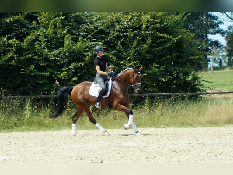 Koń westfalski Klacz 7 lat 172 cm Gniada in Iserlohn