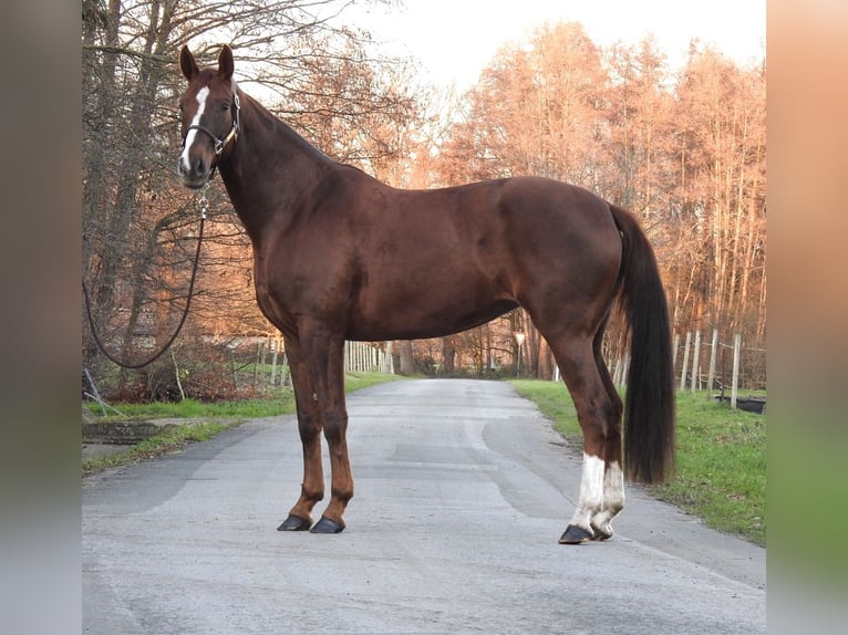 Koń westfalski Klacz 7 lat 172 cm Kasztanowata in Verl