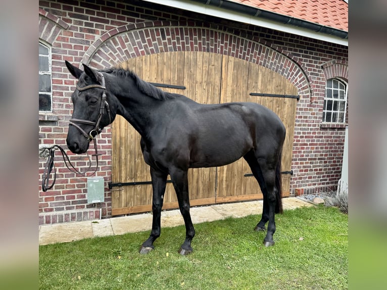 Koń westfalski Klacz 7 lat 178 cm Kara in Selm