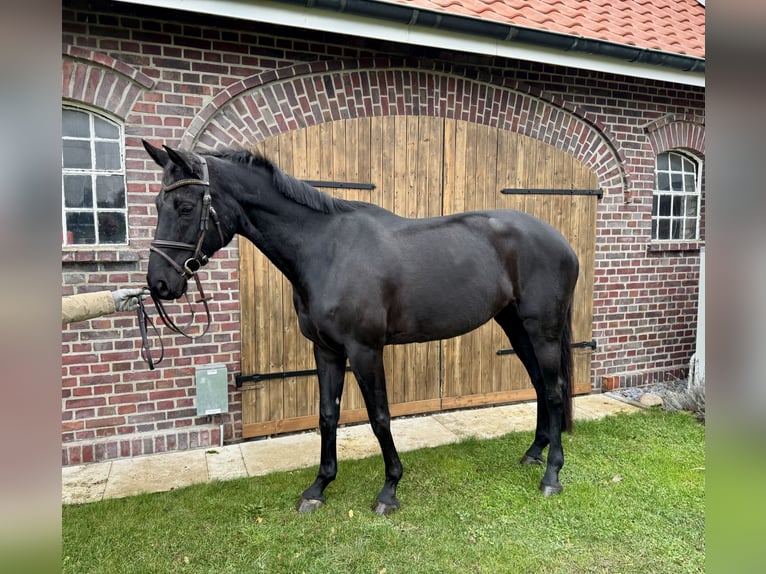 Koń westfalski Klacz 7 lat 178 cm Kara in Selm