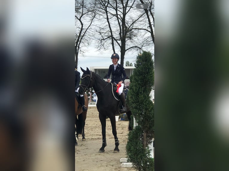 Koń westfalski Klacz 7 lat 178 cm Kara in Selm