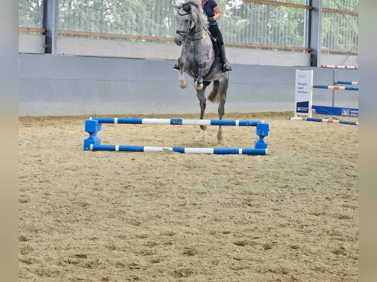 Koń westfalski Klacz 7 lat 180 cm Siwa in Oer-Erkenschwick