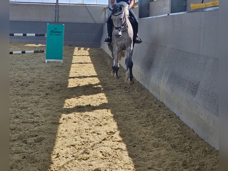 Koń westfalski Klacz 7 lat 180 cm Siwa in Oer-Erkenschwick