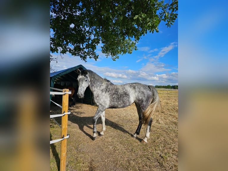 Koń westfalski Klacz 7 lat 180 cm Siwa in Oer-Erkenschwick