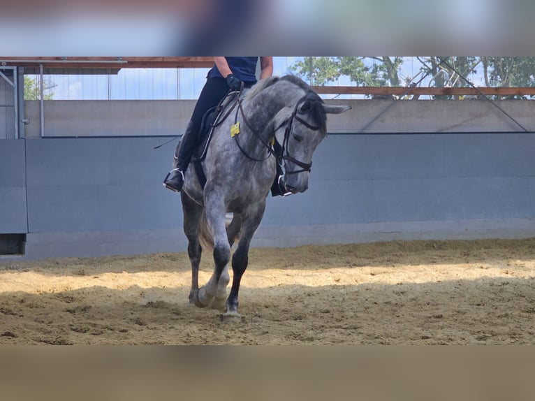 Koń westfalski Klacz 7 lat 180 cm Siwa in Oer-Erkenschwick