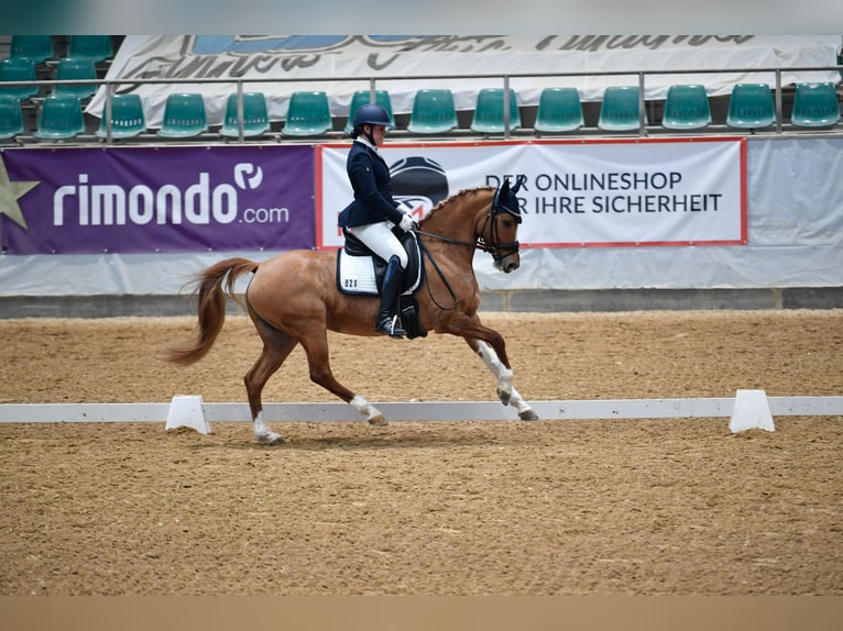 Koń westfalski Klacz 8 lat 146 cm Bułana in Heddesheim