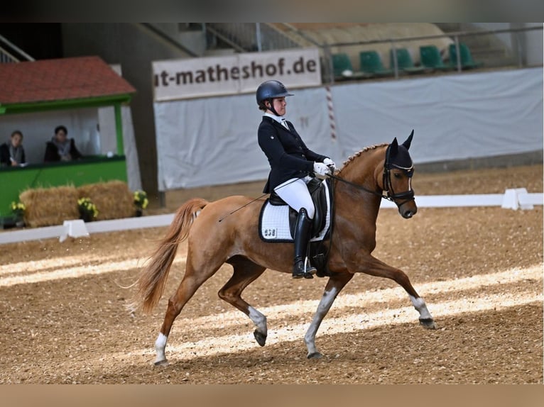 Koń westfalski Klacz 8 lat 146 cm Bułana in Heddesheim