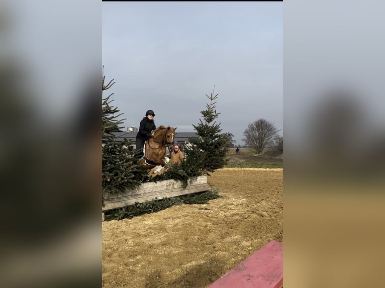 Koń westfalski Klacz 8 lat 146 cm Bułana in Heddesheim