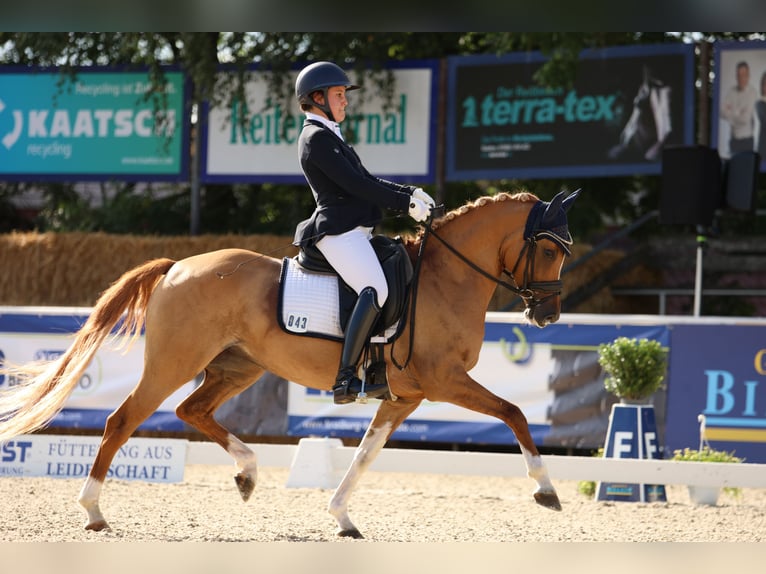 Koń westfalski Klacz 8 lat 146 cm Bułana in Heddesheim