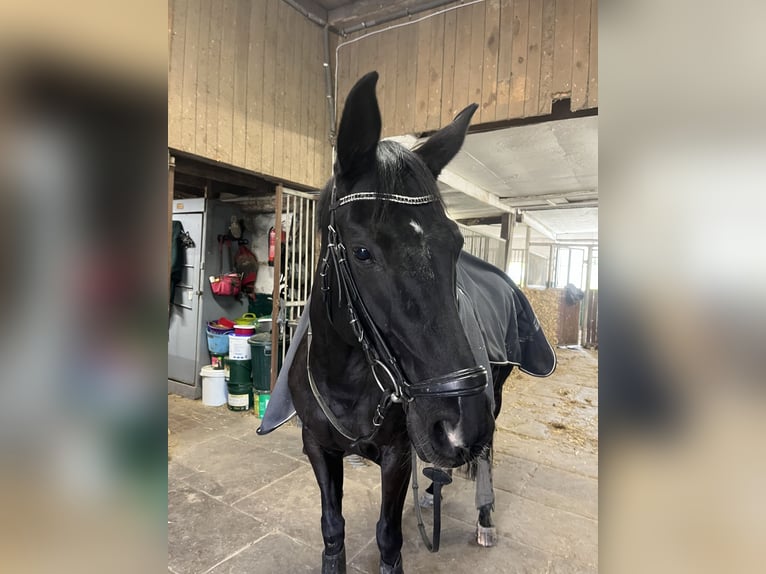 Koń westfalski Klacz 8 lat 160 cm Kara in Hamm