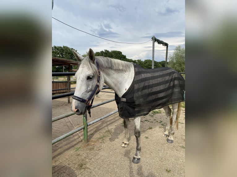 Koń westfalski Klacz 8 lat 162 cm Siwa jabłkowita in Greven