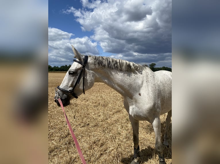 Koń westfalski Klacz 8 lat 162 cm Siwa jabłkowita in Greven