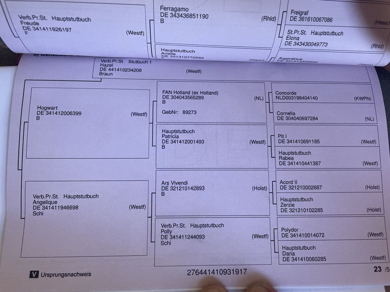 Koń westfalski Klacz 8 lat 164 cm Gniada in Emsdetten