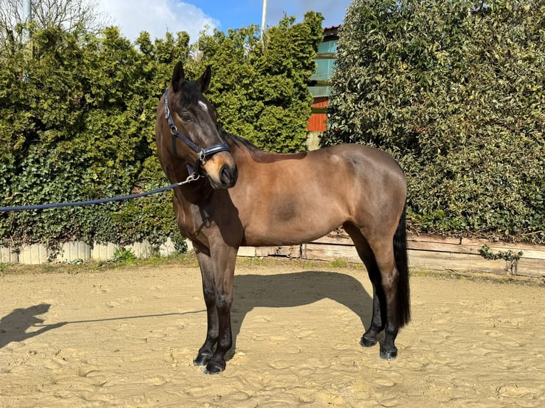 Koń westfalski Klacz 8 lat 165 cm Ciemnogniada in Gevelsberg