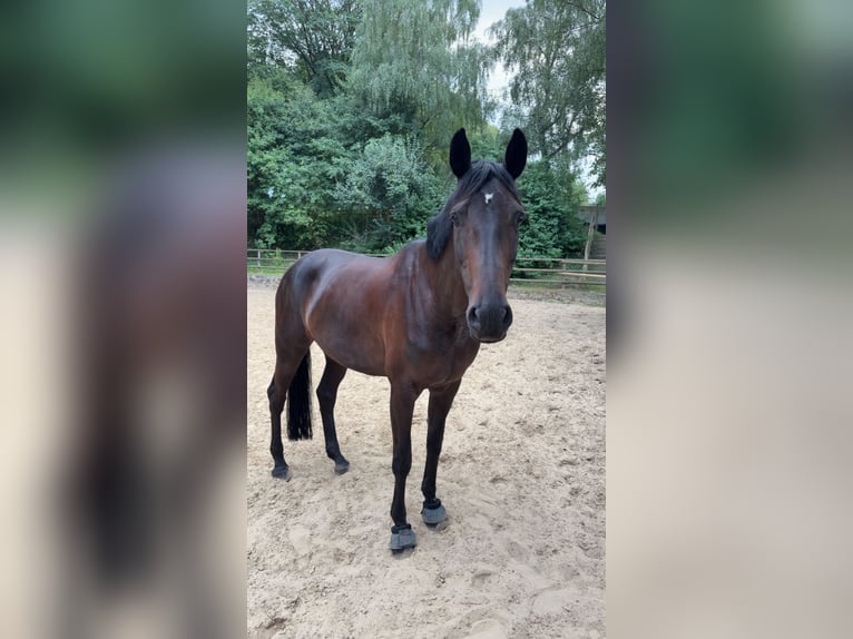Koń westfalski Klacz 8 lat 165 cm Ciemnogniada in Warstein