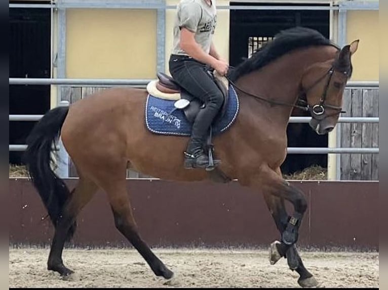 Koń westfalski Klacz 8 lat 165 cm Gniada in WalzbachtaL