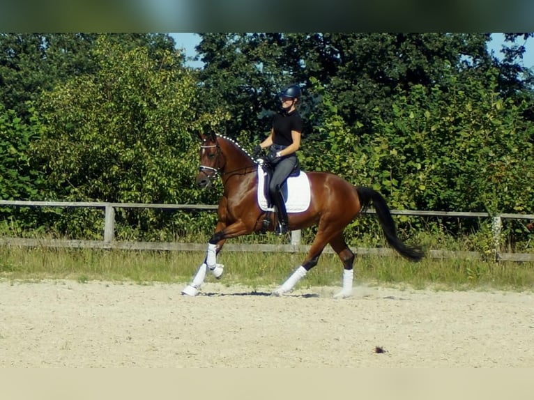 Koń westfalski Klacz 8 lat 165 cm Gniada in Iserlohn