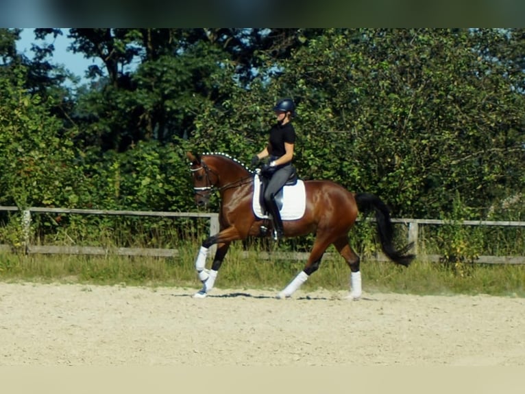 Koń westfalski Klacz 8 lat 165 cm Gniada in Iserlohn