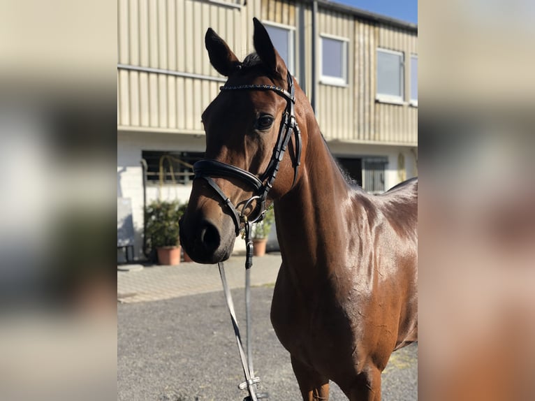 Koń westfalski Klacz 8 lat 165 cm Gniada in Viersen