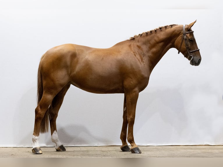 Koń westfalski Klacz 8 lat 165 cm Kasztanowata in Waddinxveen