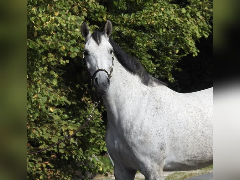 Koń westfalski Klacz 8 lat 165 cm Siwa in Verl