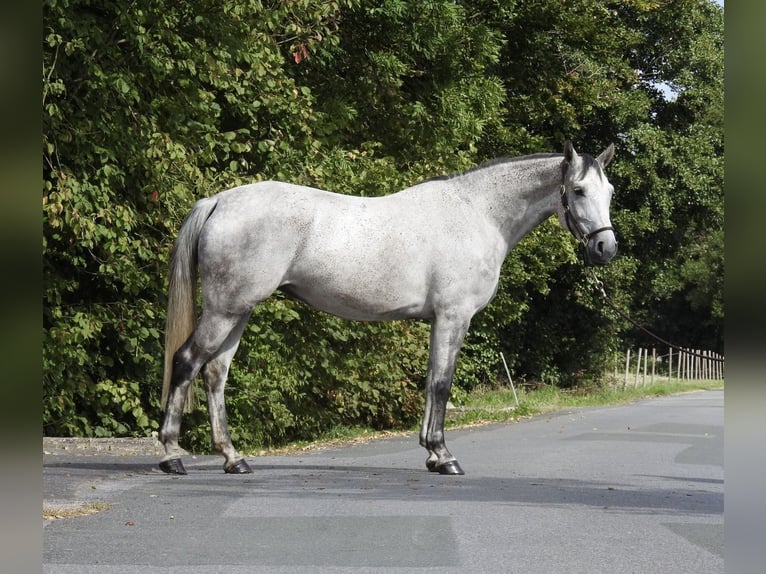 Koń westfalski Klacz 8 lat 165 cm Siwa in Verl