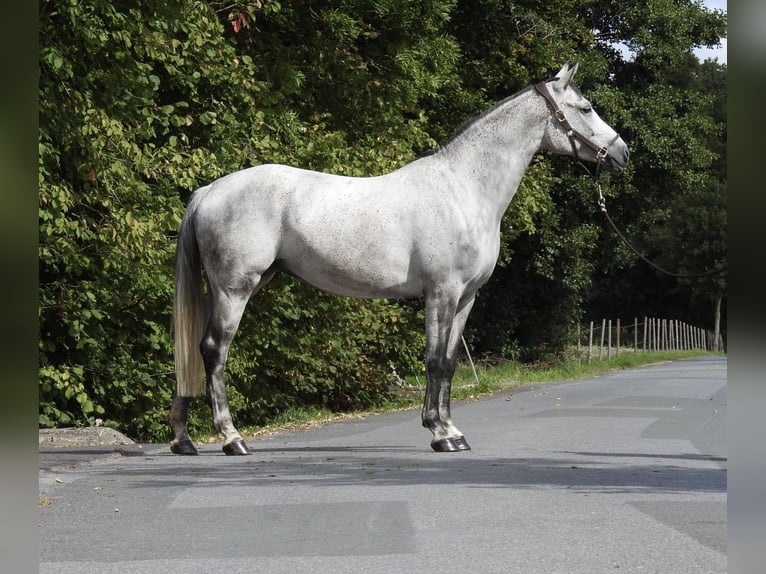 Koń westfalski Klacz 8 lat 165 cm Siwa in Verl