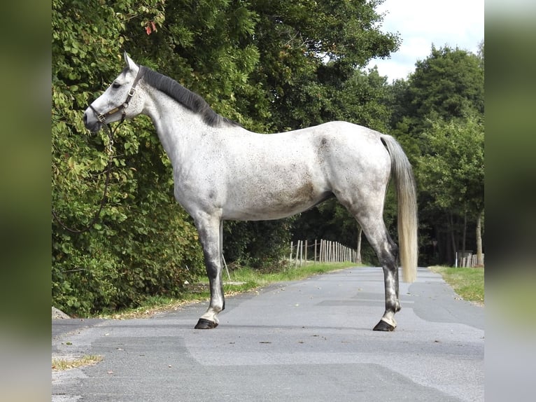 Koń westfalski Klacz 8 lat 165 cm Siwa in Verl