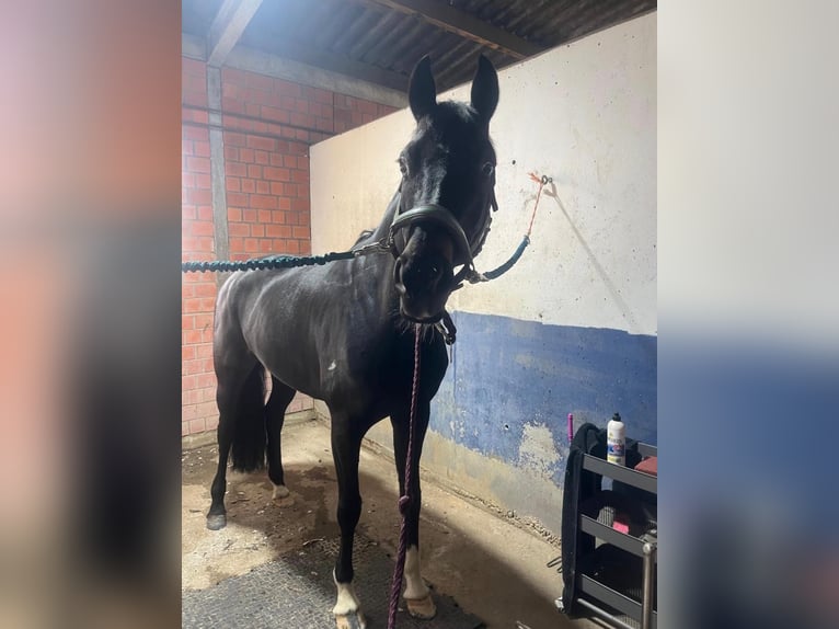 Koń westfalski Klacz 8 lat 165 cm Skarogniada in Nottuln