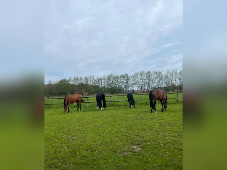 Koń westfalski Klacz 8 lat 165 cm Skarogniada in Nottuln