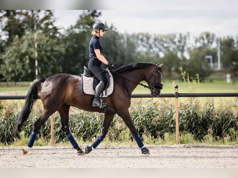 Koń westfalski Klacz 8 lat 166 cm Kara in Duszniki