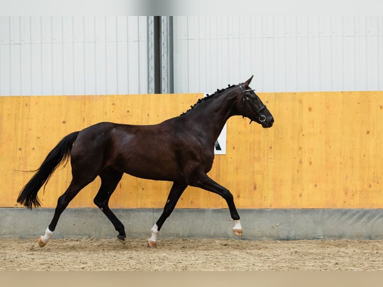 Koń westfalski Klacz 8 lat 166 cm Kara in Duszniki