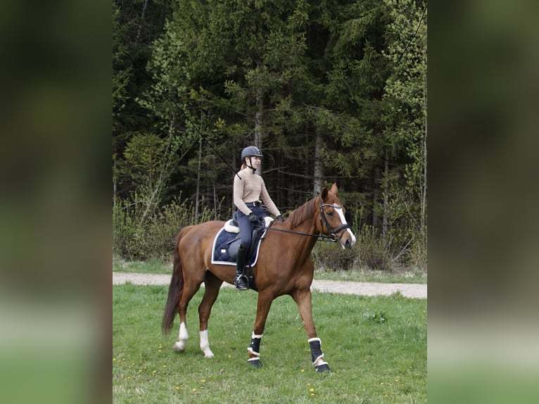 Koń westfalski Klacz 8 lat 166 cm Kasztanowata in Gerlingen