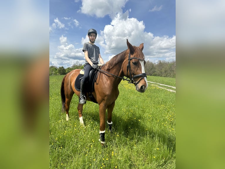 Koń westfalski Klacz 8 lat 166 cm Kasztanowata in Gerlingen