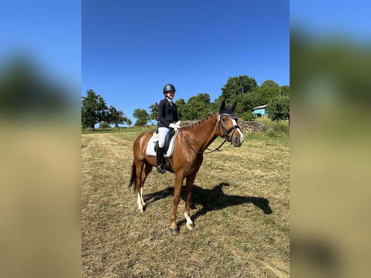 Koń westfalski Klacz 8 lat 166 cm Kasztanowata in Gerlingen