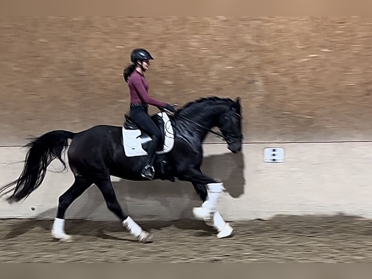 Koń westfalski Klacz 8 lat 167 cm Ciemnogniada in Wehringen