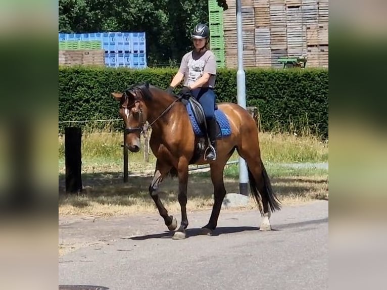 Koń westfalski Klacz 8 lat 167 cm Gniada in Kaldenkirchen